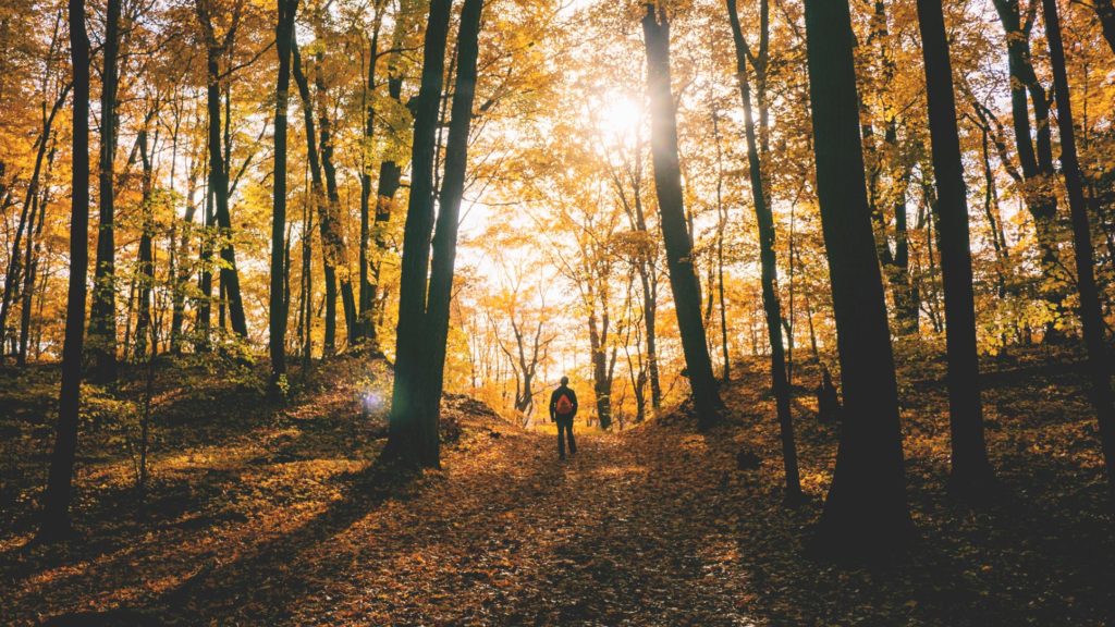 Individual hiking through a forest during the fall season